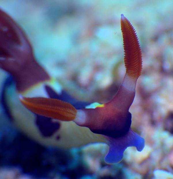 Photo-expo-Jersey-cow-nudi-scaled.jpeg