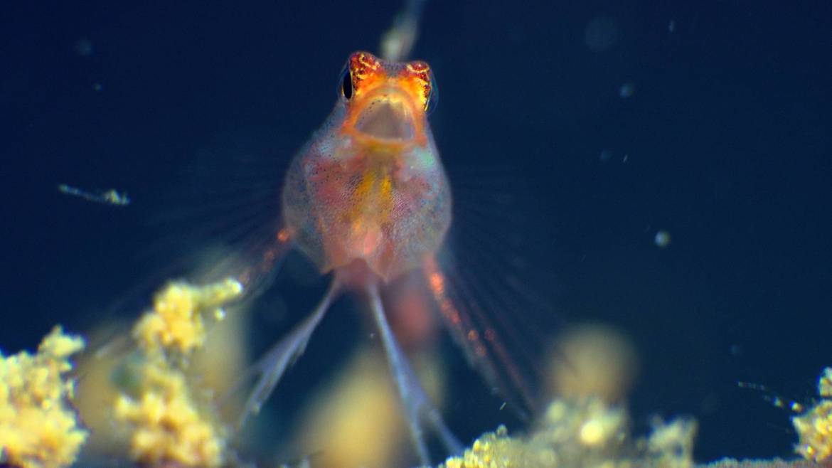 Photo-expo-Yawning-goby-scaled.jpeg