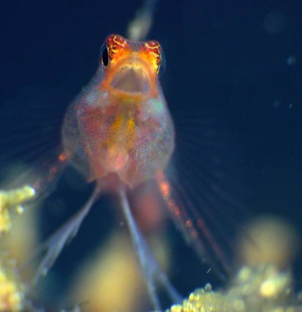 Photo-expo-Yawning-goby-scaled.jpeg