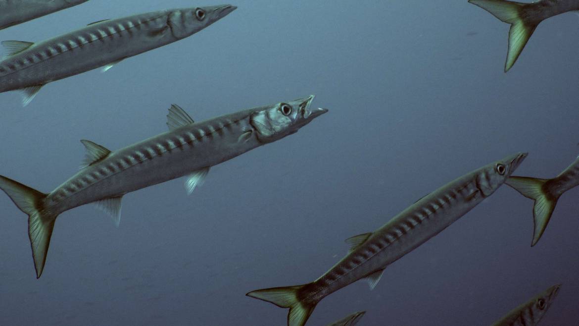 baracuda.jpg