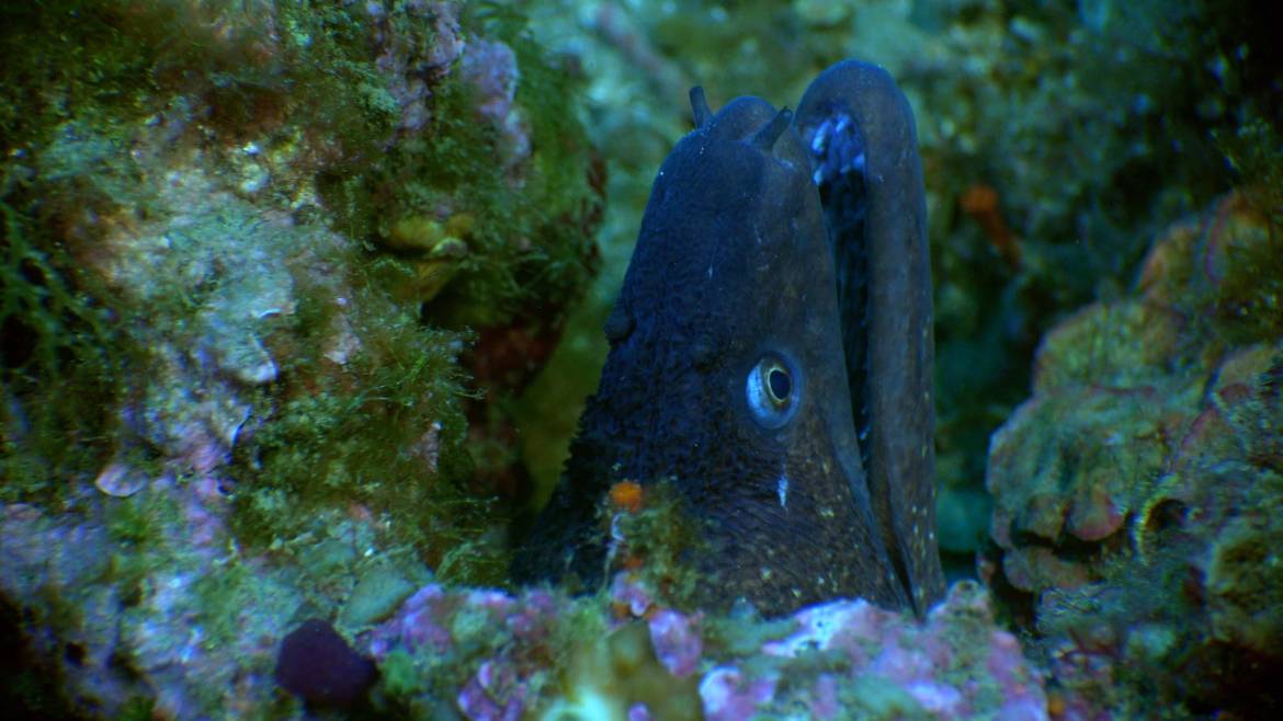 murene2.jpg