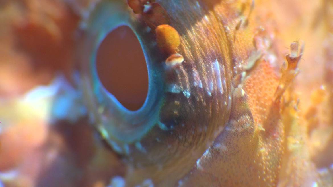 poisson-pierre-oeil.jpg