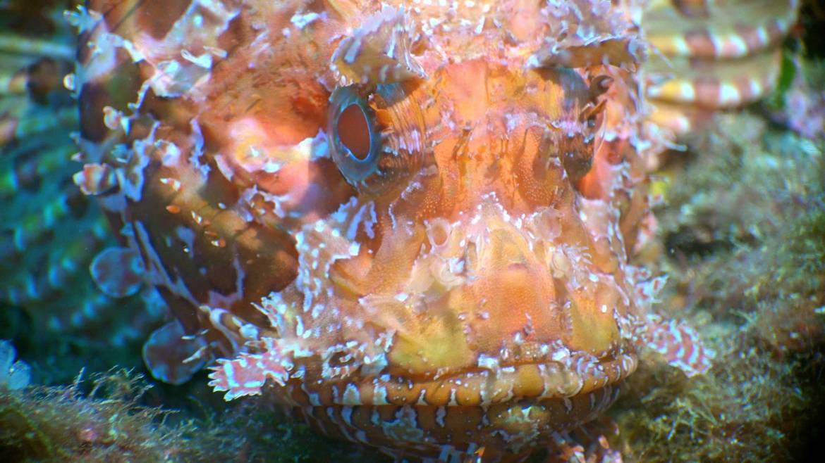 poisson-pierre3.jpg